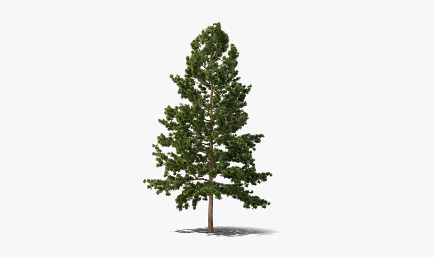 Evergreen Tree Png Free Download Douglas Fir Tree Png Transparent Png Transparent Png Image Pngitem