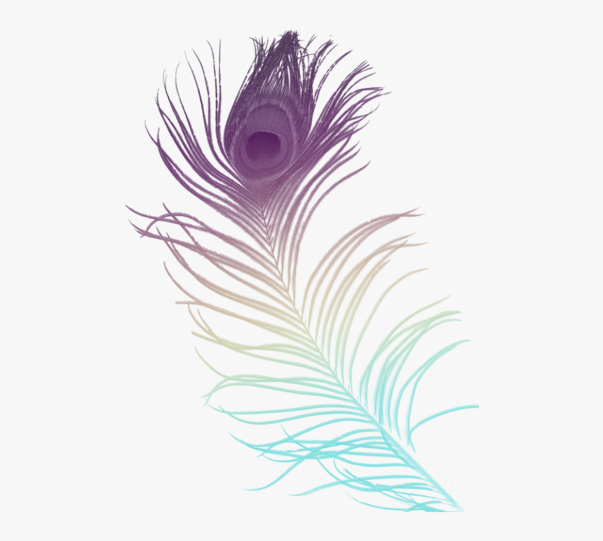 Feather Brushes, HD Png Download