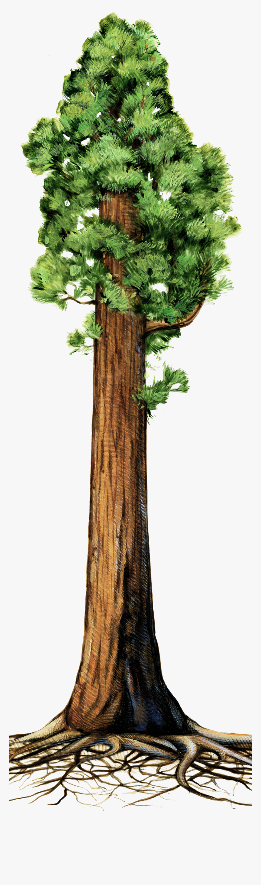 The Making Of A Giant Giant Sequoia Tree Clipart Hd Png Download Transparent Png Image Pngitem