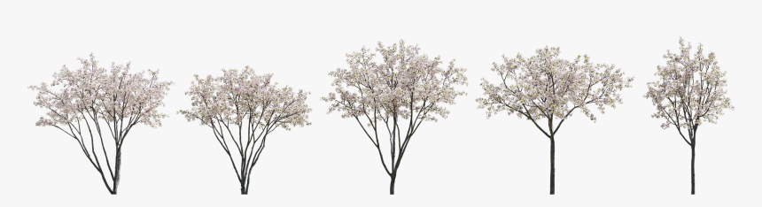 Oak, HD Png Download