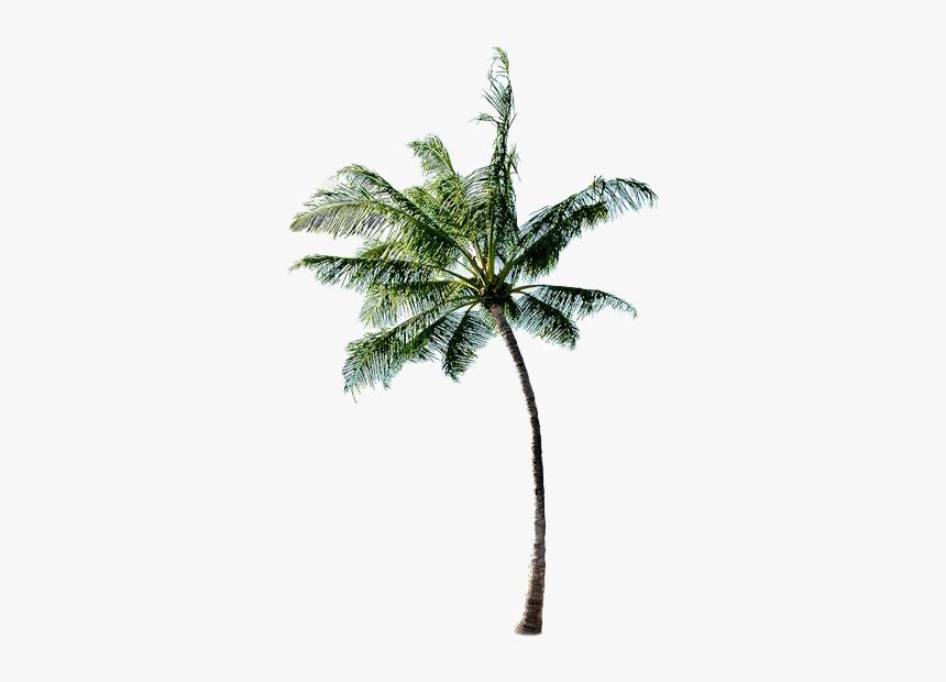 Long Coconut Tree Png Free Image - Coconut Tree Image Png, Transparent Png