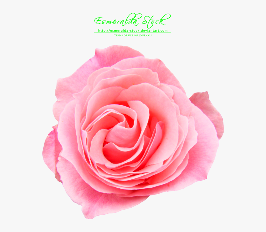 Rose Png Photo Download, Transparent Png