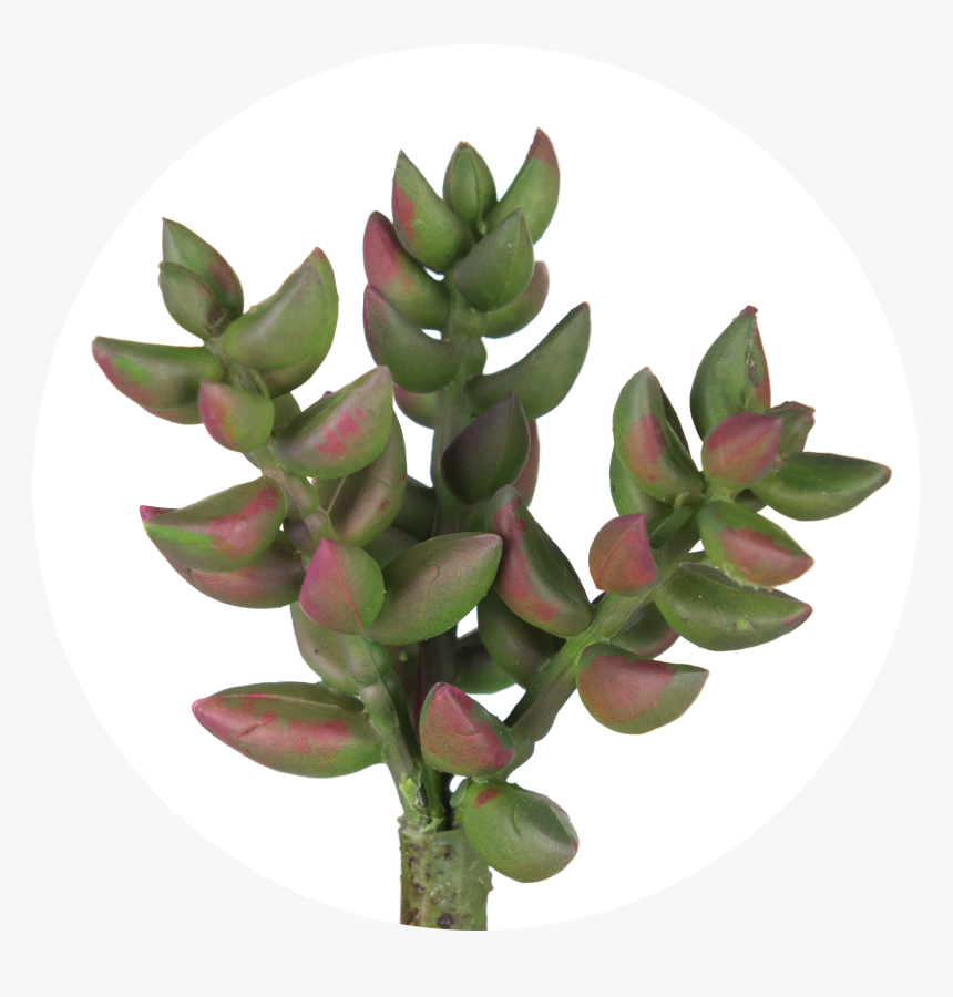 Flowerpot, HD Png Download