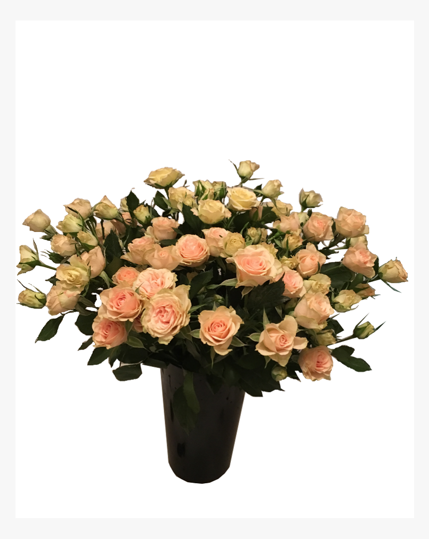 Garden Roses, HD Png Download