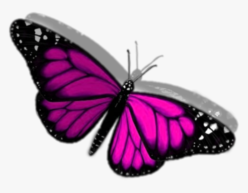 Monarch Butterfly, HD Png Download
