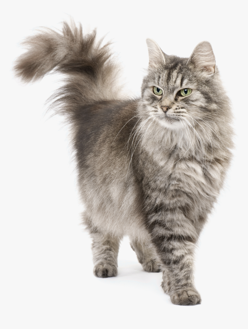 Persian Siberian Cat, HD Png Download