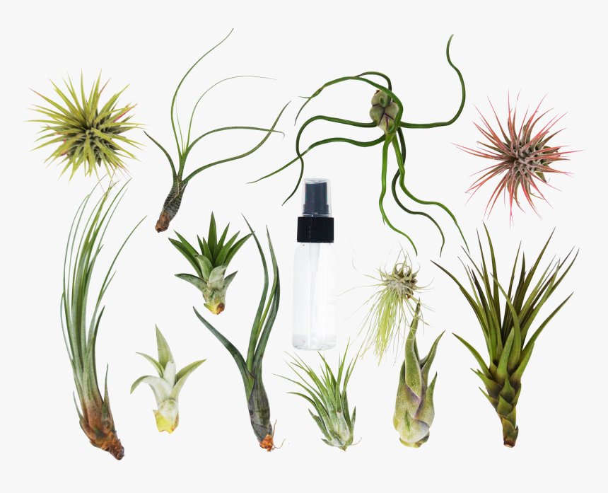 Air Plant Varieties, HD Png Download