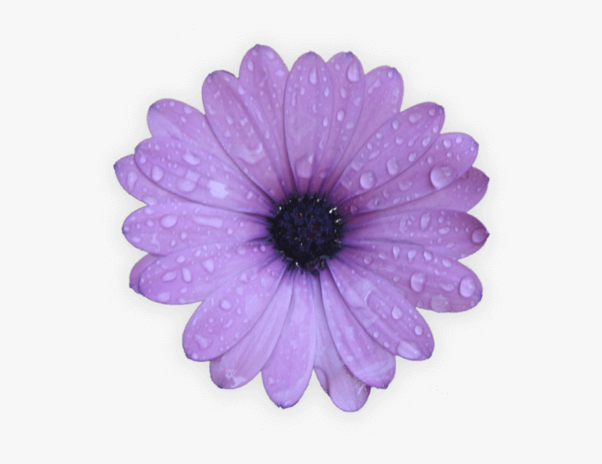 Flor Png, Transparent Png