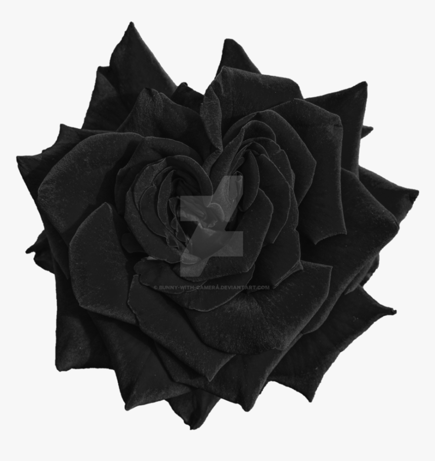 Garden Roses, HD Png Download