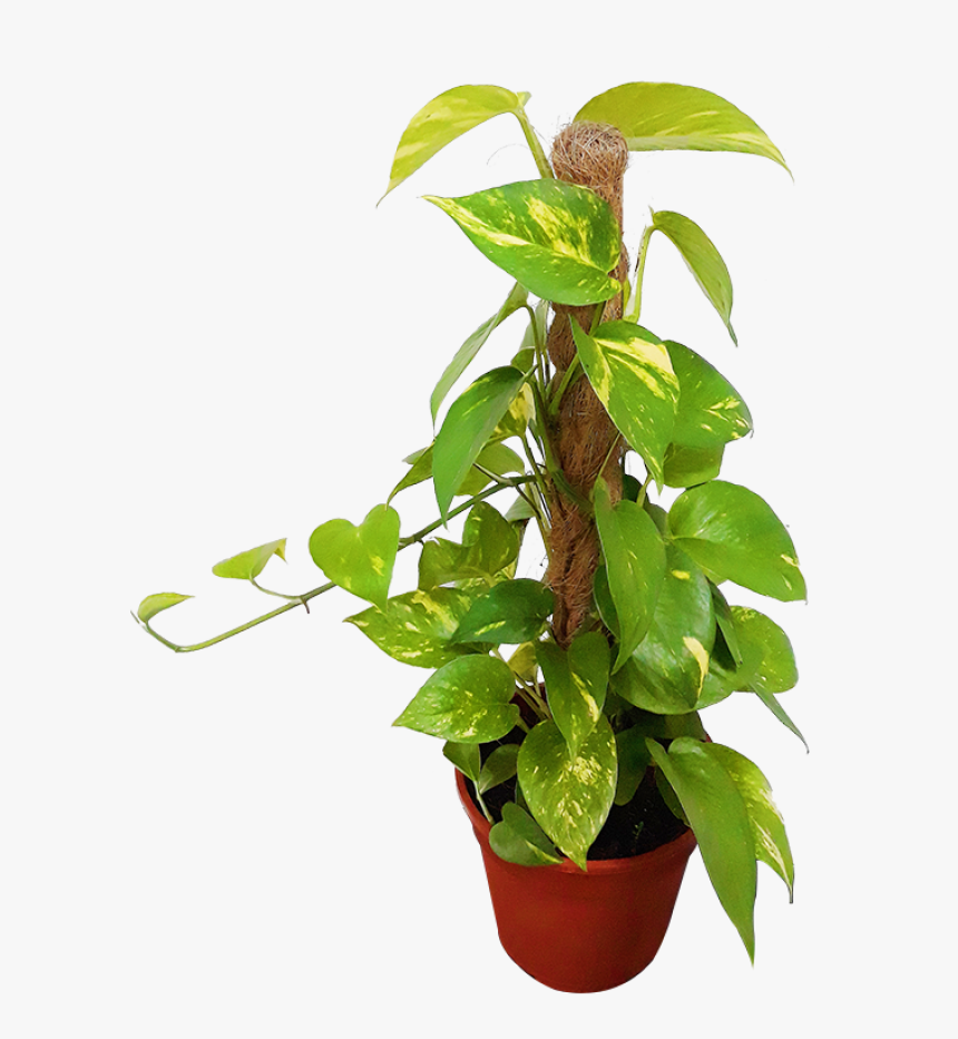 Houseplant, HD Png Download