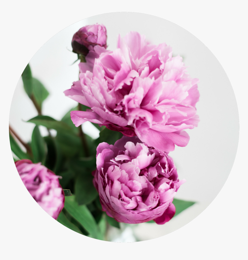 Common Peony, HD Png Download
