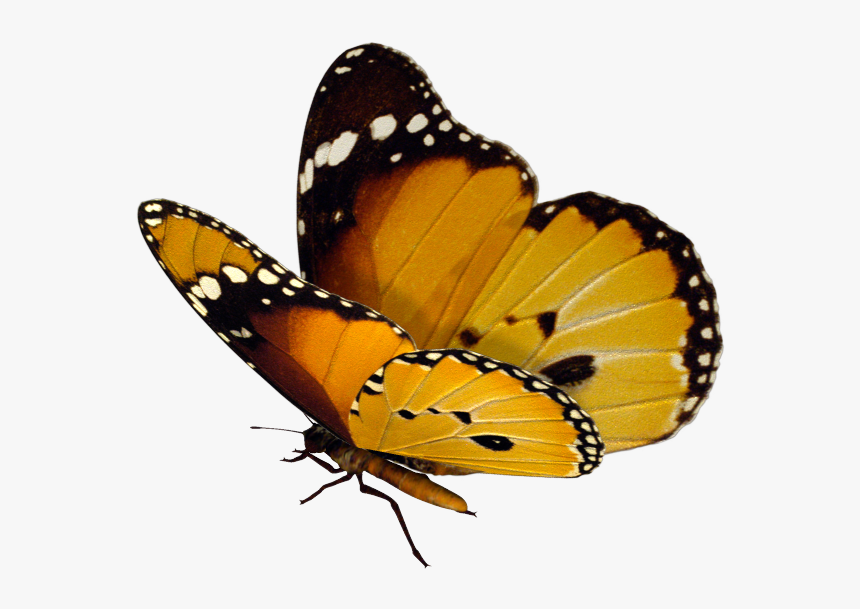 Monarch Butterflies Png, Transparent Png