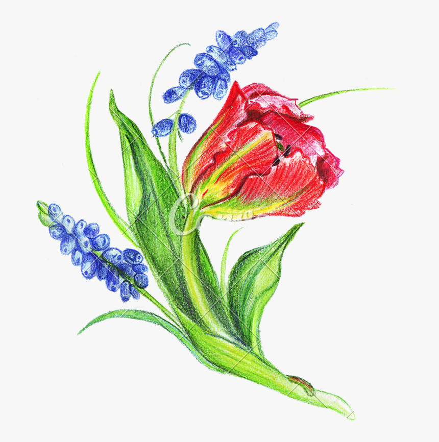 Hand Drawing Of Colored Bunches Of Flowers - Illustration, HD Png Download