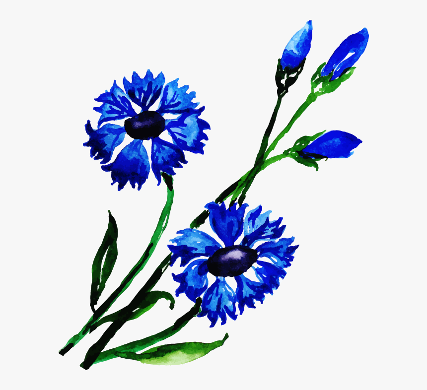 Gentiana, HD Png Download