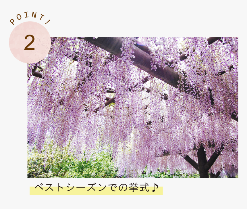 Cherry Blossom, HD Png Download
