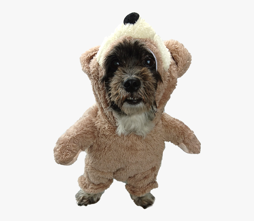 Teddy Bear Schnoodle, HD Png Download