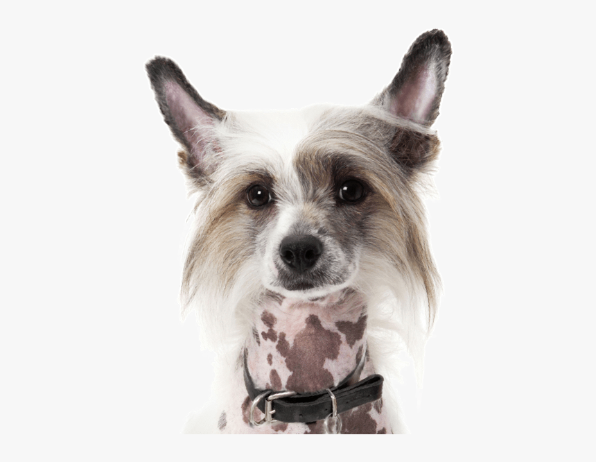 Chinese Crested Boston Terrier Mix, HD Png Download