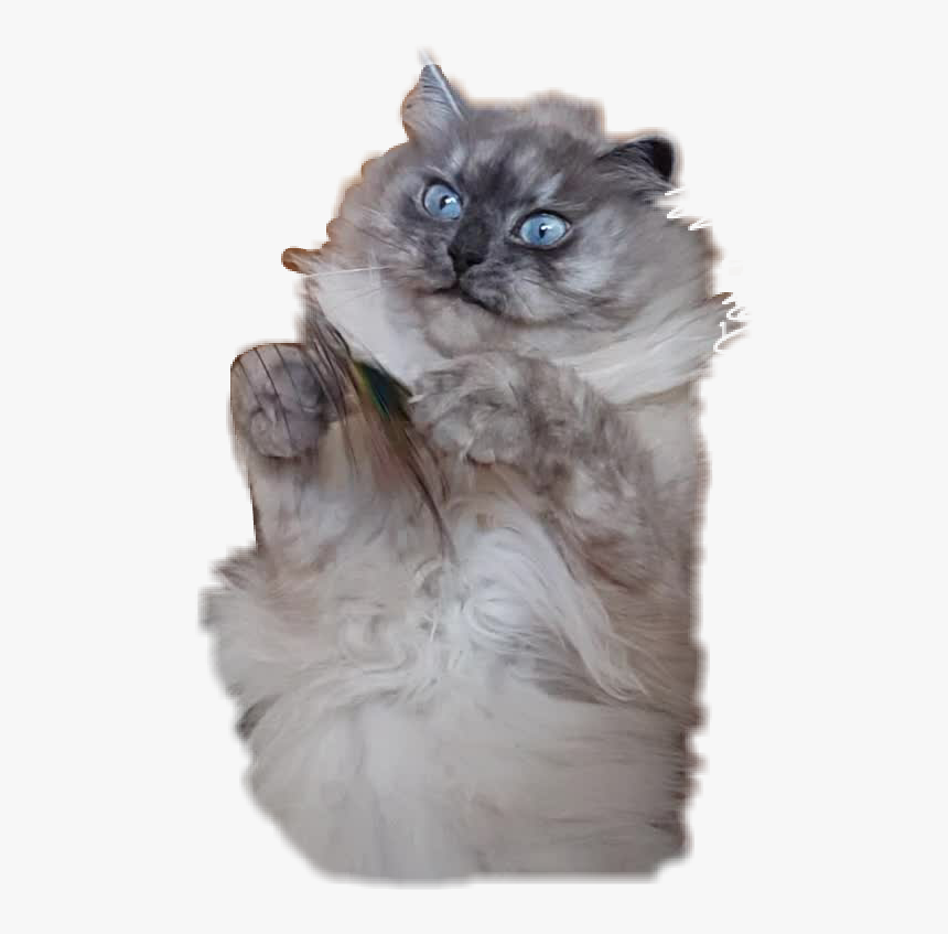 #fluffy #cat #hairy #scary #neva #angrycat #angry #grab - British Longhair, HD Png Download