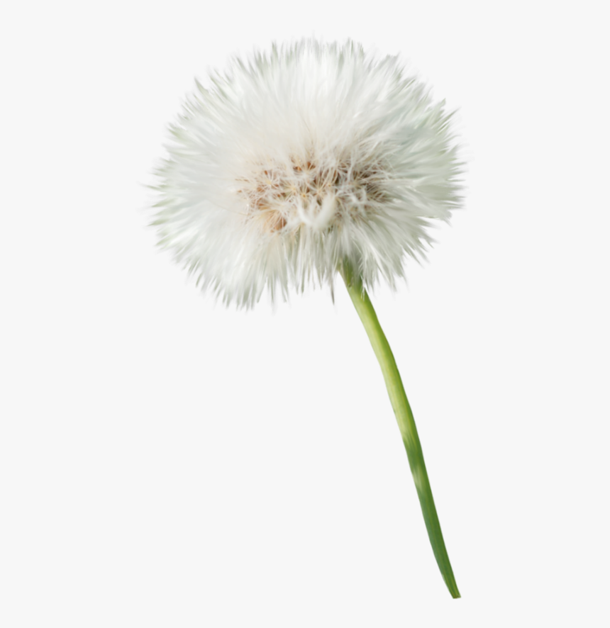 #freetoedit #flower #blume #pusteblume #dandelion - Dandelion, HD Png Download