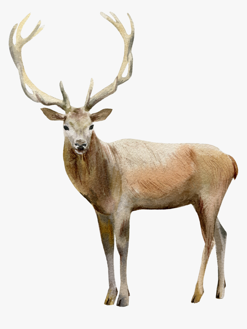 Deer, HD Png Download