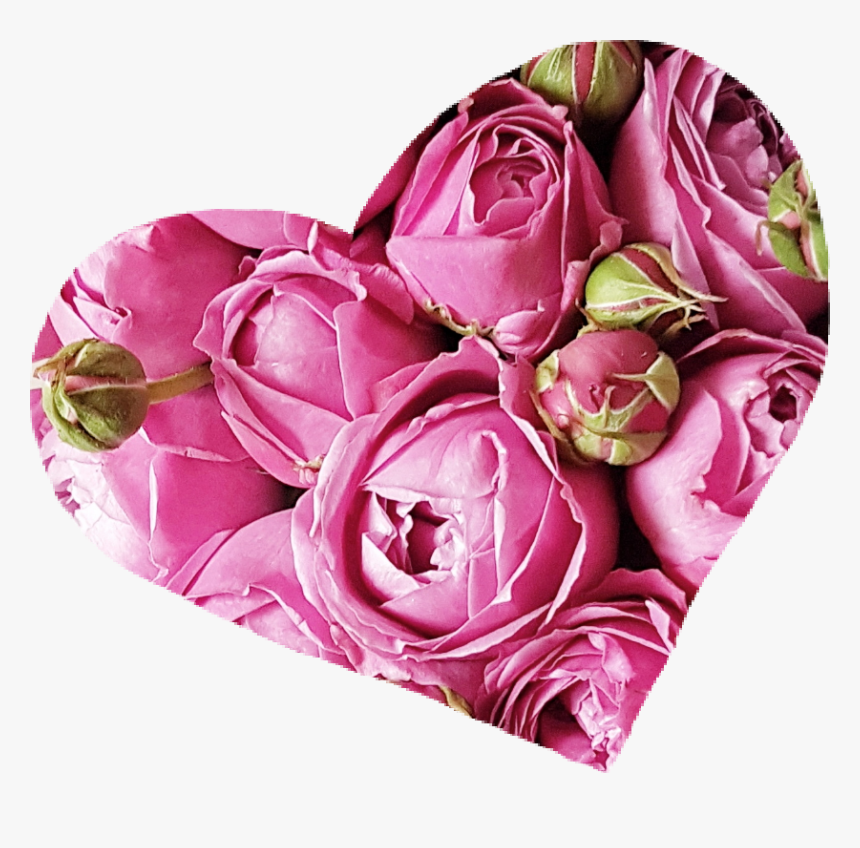 #love #heart #roses #peonies #spring #flower #pink - Garden Roses, HD Png Download