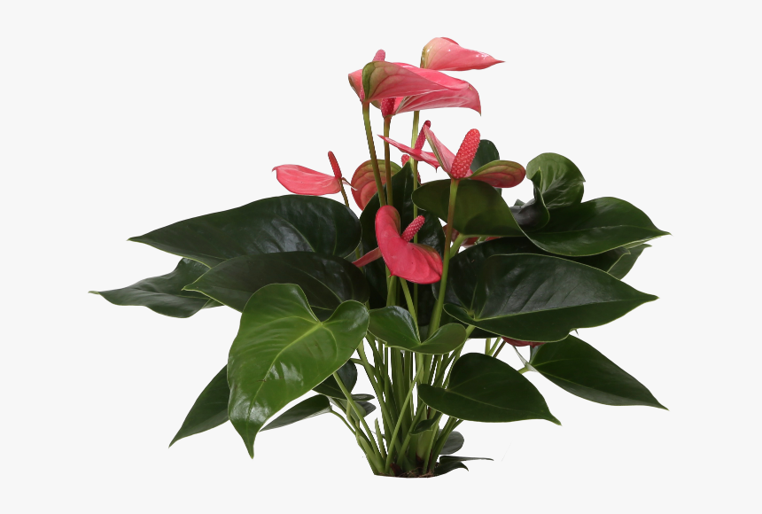 Artificial Flower, HD Png Download