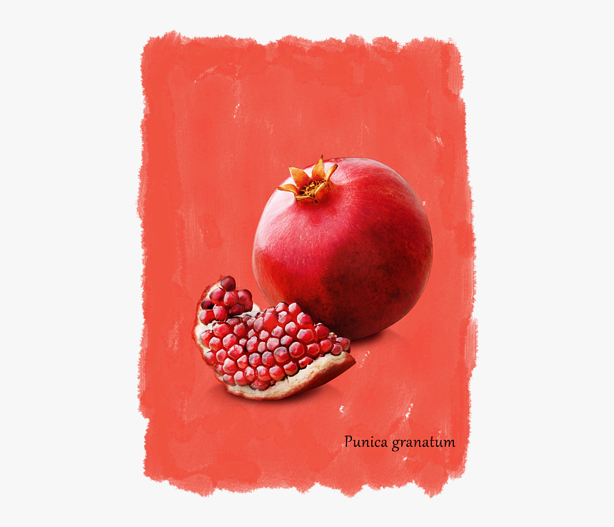 Canvas, HD Png Download