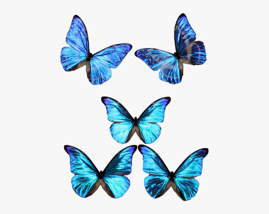 Blue Transparent Butterflies, HD Png Download