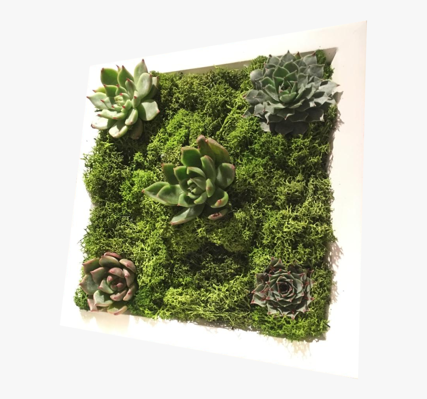 Moss, HD Png Download