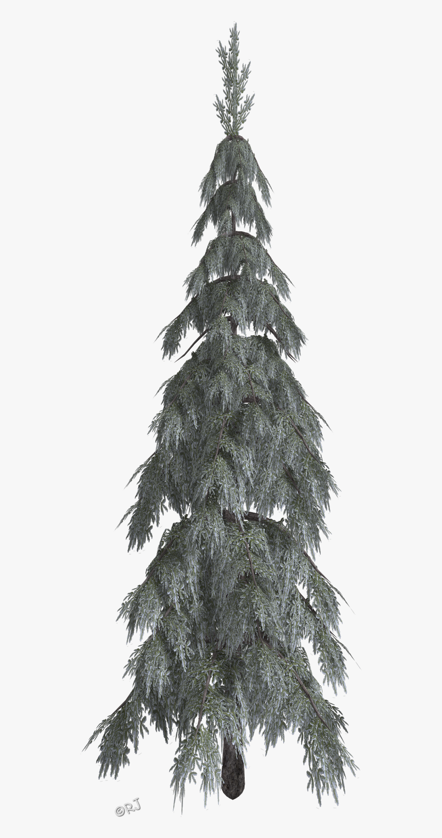 Birch Branch Png, Transparent Png