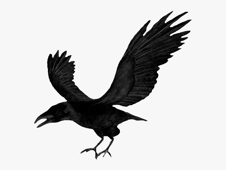 Download Clip Art - Crow Clipart Png, Transparent Png
