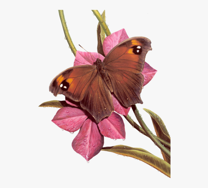 Flower Bouquet, HD Png Download