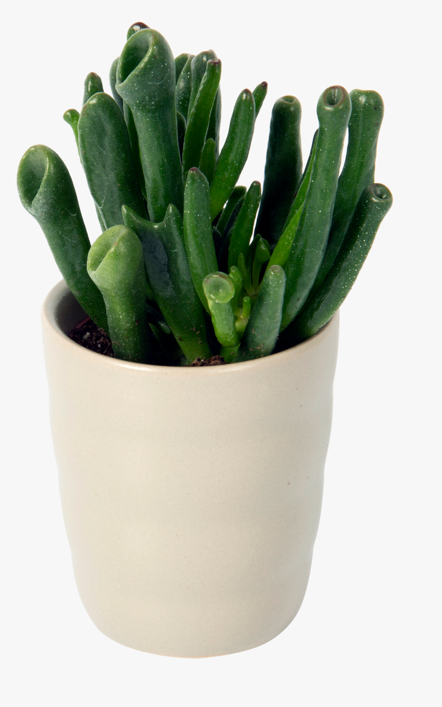 Cactus, HD Png Download