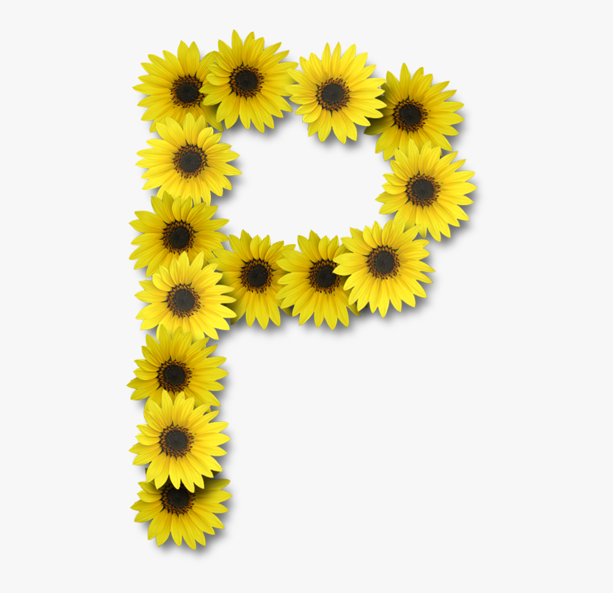 Vector Library Stock Alfabeto Sunflowers P Alpha - Letters With Sunflowers, HD Png Download