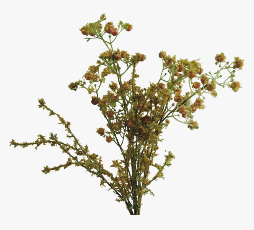 Perforate St John's Wort, HD Png Download