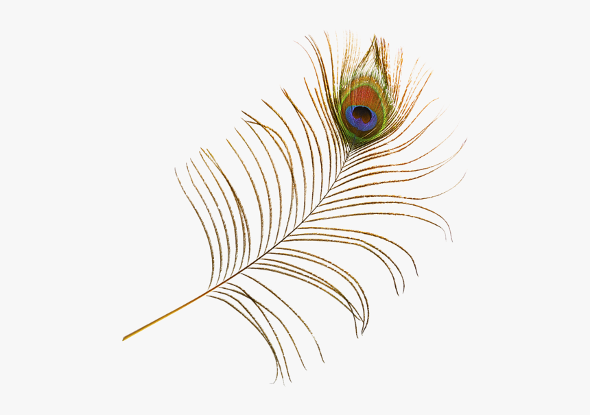 #feather #feathers #peacock #peacockfeather #peacockfeathers - Macro Photography, HD Png Download