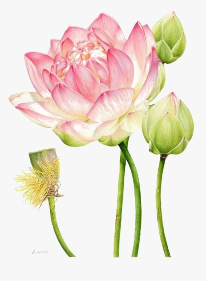 #ftestickers #watercolor #flower #lotus - Botanical Illustration Lotus, HD Png Download