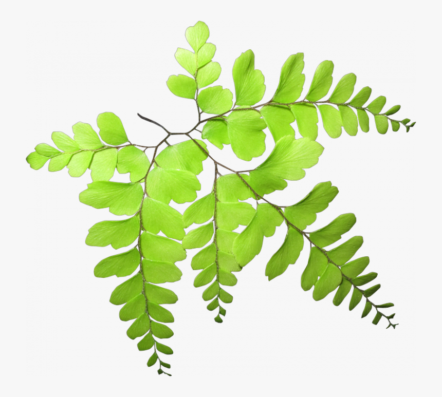 Acacia Greggii, HD Png Download