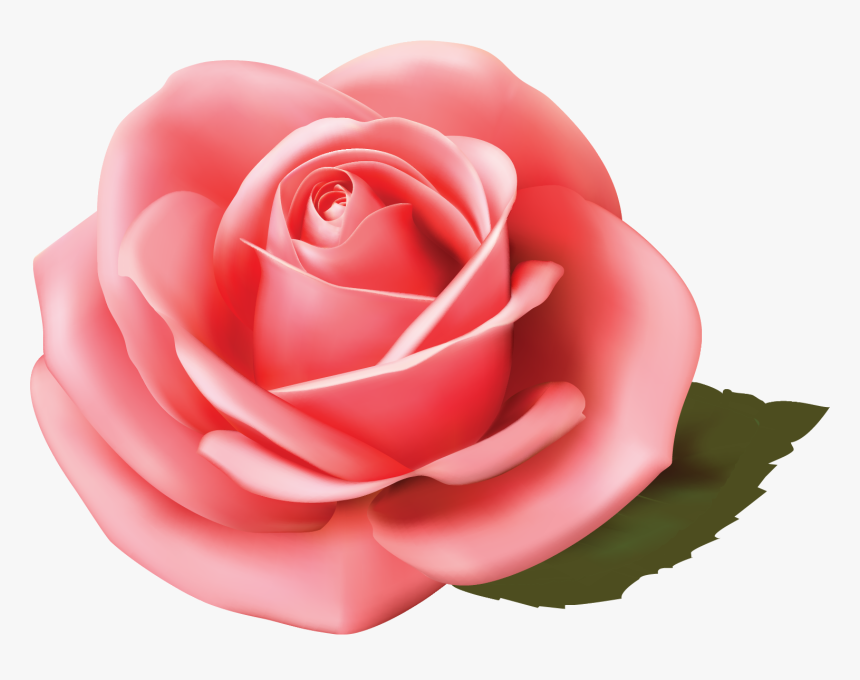 Garden Roses, HD Png Download