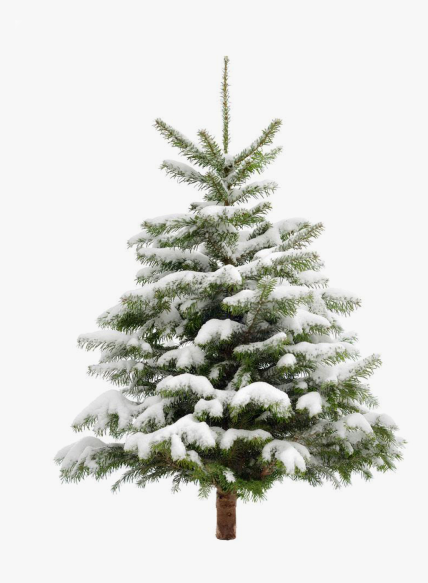 #ftestickers #winter #snow #landscape #tree #pine - Pine Tree With Snow Png, Transparent Png