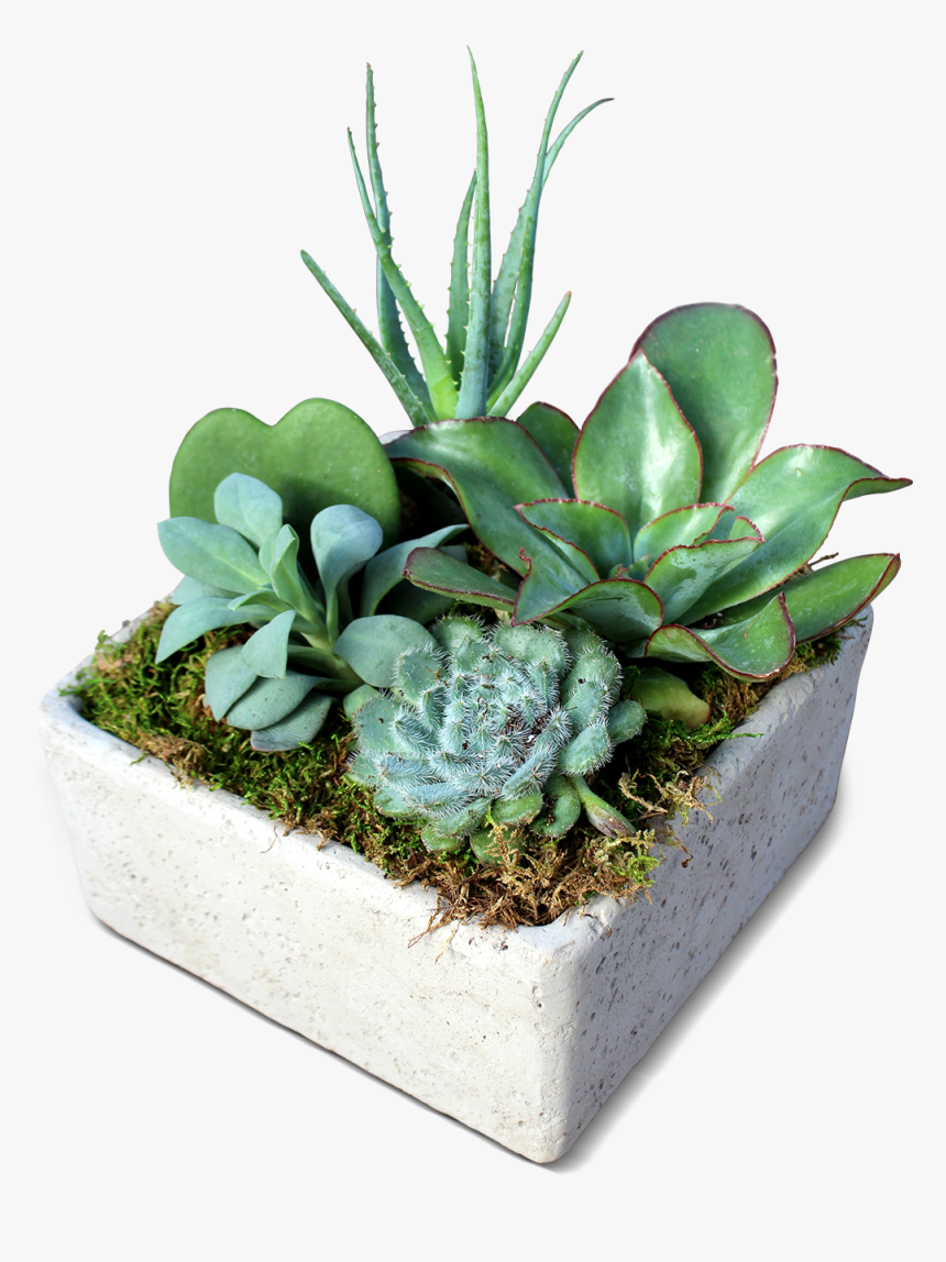 Picture - Flowerpot, HD Png Download