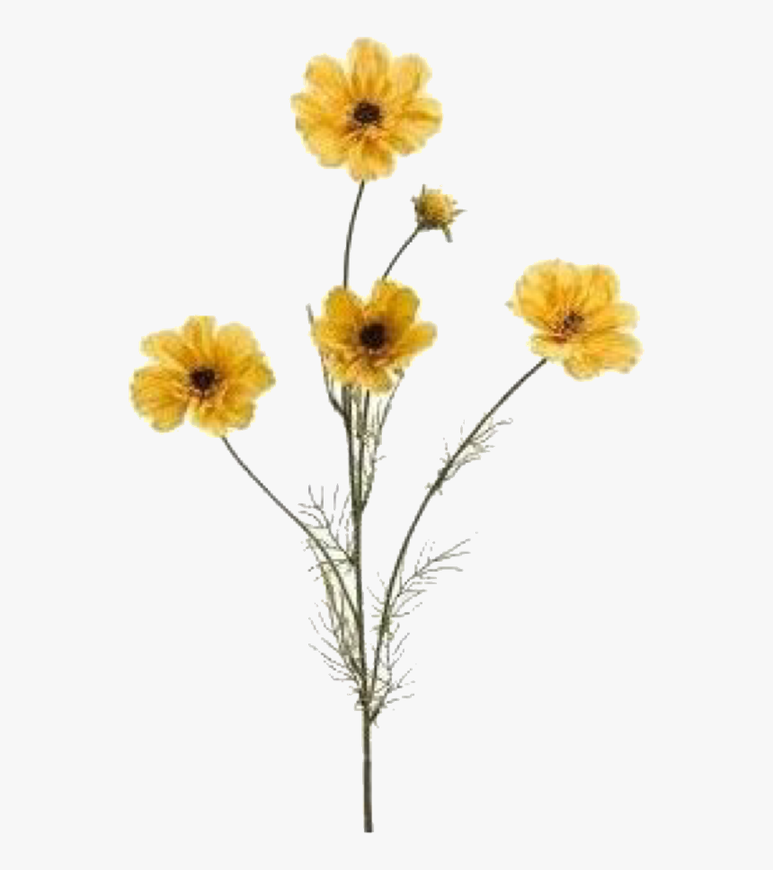 Mustard Colour Flowers, HD Png Download