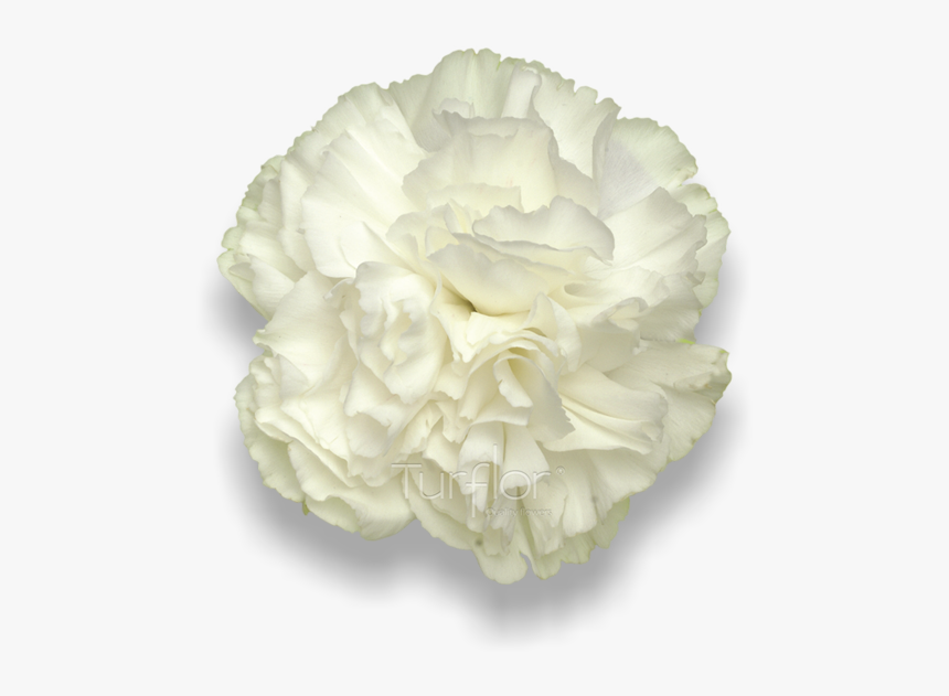 Carnation, HD Png Download