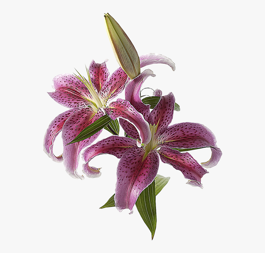 Marcos Gratis Para Fotos - Flores De Petalos Largos, HD Png Download