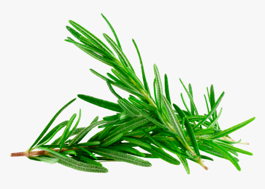Rosemary Plant Png, Transparent Png