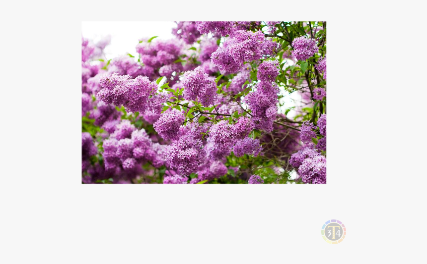 Сирень Обои, HD Png Download