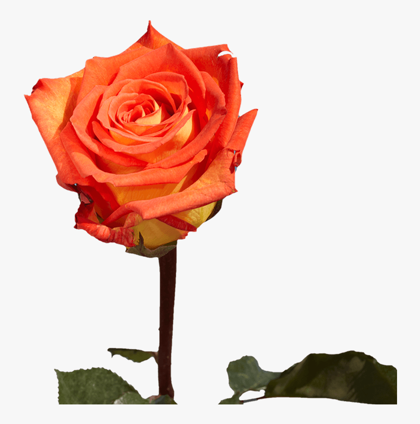 Single Roses For Valentine S Day Gifts - Floribunda, HD Png Download