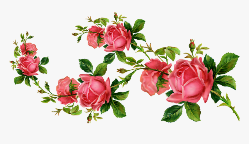 #ceiaxostickers #transparent #overlay #sticker #tumblr - Garden Roses, HD Png Download