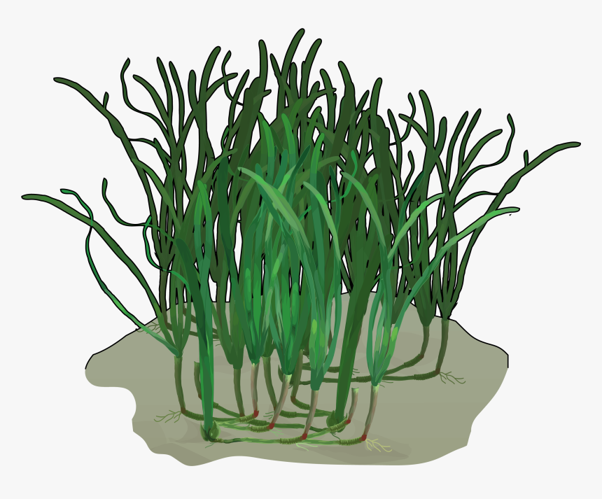 Grass, HD Png Download