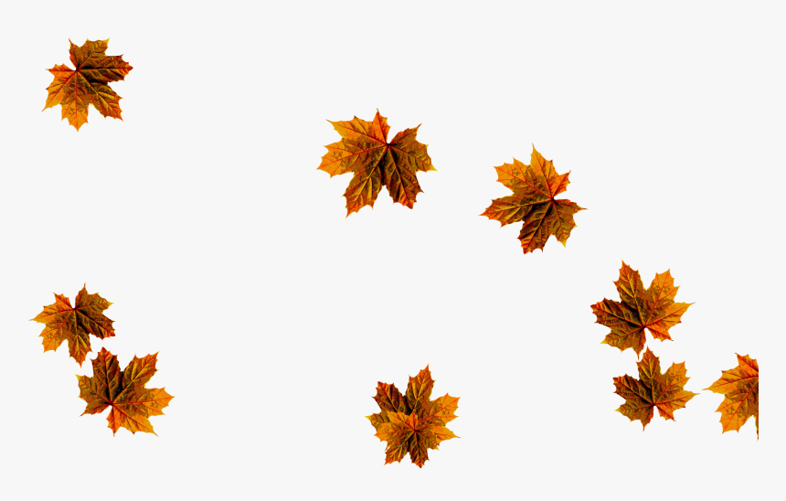 Maple Leaf, HD Png Download